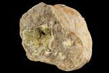Yellow Crystal Filled Septarian Geode - Utah #94407-2